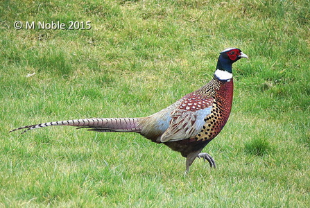 common pheasant (Phasianus colchicus) M Noble